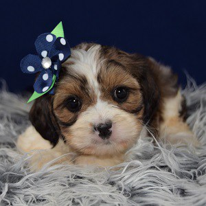 Cavalier mix puppies for sale in PA | Ridgewood puppies