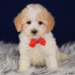 Maltipoo Puppies for sale in PA