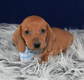 Dachshund puppies for sale in NY