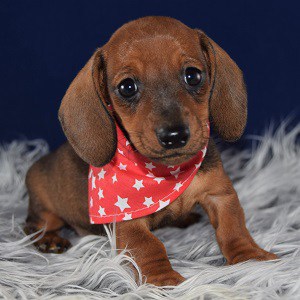 Dachshund Puppies for Sale in PA | Dachshund Puppy Adoptions