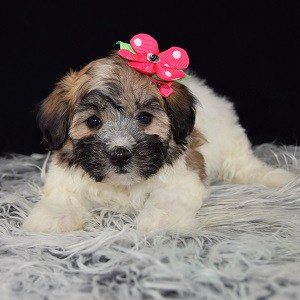 Havachon puppies for sale in CT
