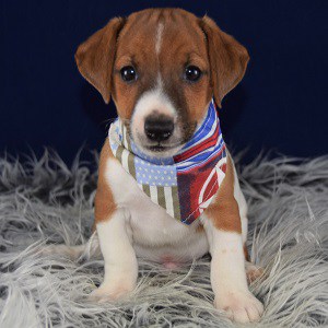Jack Russell Puppies for Sale in PA | Ridgewood's Jack ...