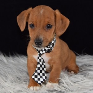 Jackshund Puppies for Sale in PA | Jackshund Puppy Adoptions