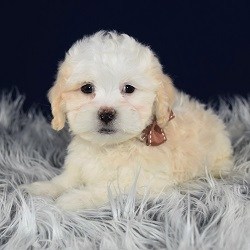 Lhasapoo puppy adoptions in DE