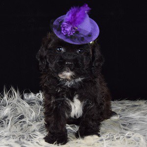 Lhasapoo puppies for sale in PA