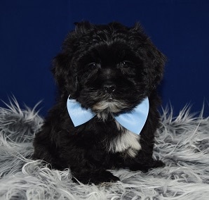 Lhasapoo puppies for sale in WV