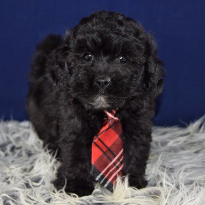 Lhasapoo puppies for sale in VA