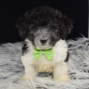 Lhasapoo puppies for sale in RI