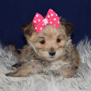 Morkie Puppies for Sale in PA | Ridgewood's Morkie Puppy ...
