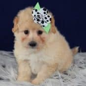 Pomapoo Puppies for Sale in PA | Pomapoo Puppy Adoptions