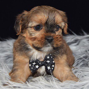 Shorkie puppies for Sale in PA