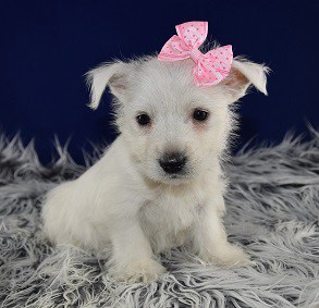 Westie puppy adoptions in NJ