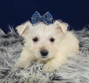 Westie puppy adoptions of PA