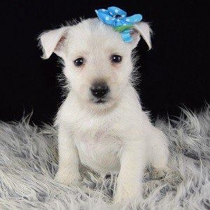 Westie Puppies for sale in RI