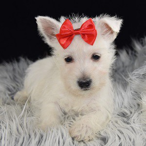 Westie Puppies for sale in PA