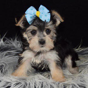 Morkie puppies for sale in PA