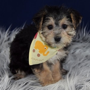 Yorkichon Puppies for Sale in PA | Yorkichon Puppy Adoptions