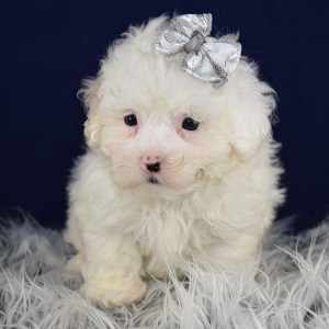 Lhasapoo puppies for sale in DE