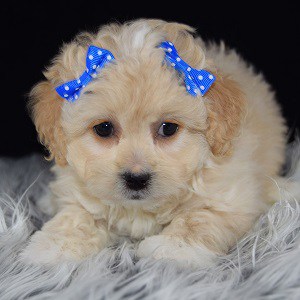 Lhasapoo puppies for sale in MA
