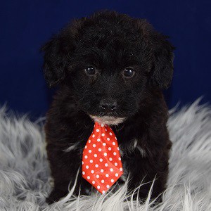 yorkichon puppies for sale in PA