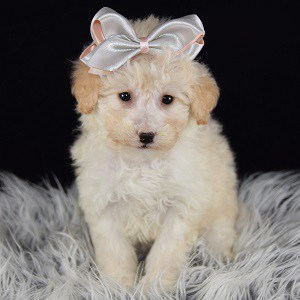 Poodle mixed puppies for sale