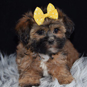 Hava Tzu puppies for sale in NY