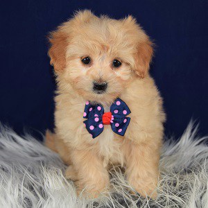 Pomapoo Puppies for sale in PA