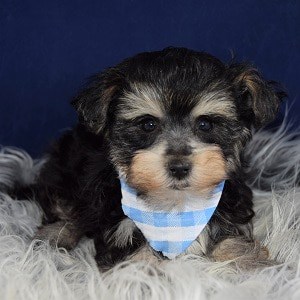57 HQ Images Morkie Puppies For Sale In Pa : Morkie Puppies for Sale in PA | Morkie Puppy Adoptions