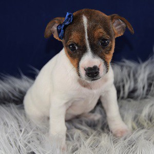 jack russell puppies for adoption near me