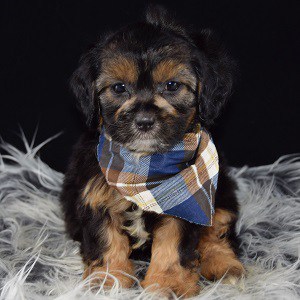 60 Best Pictures King Shepherd Puppies For Sale In Pa - German Shepherd puppies for sale- DM tested German ...