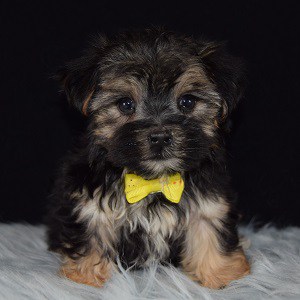 morkie puppies for sale in PA