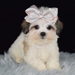 mal-shi puppies for sale in PA