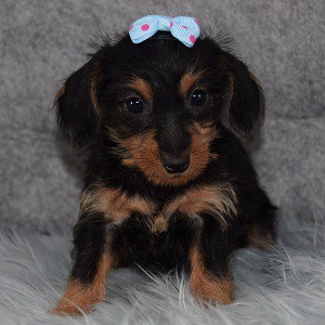 dachshund mixed puppies for sale in MD