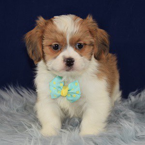 Hava Tzu puppies for sale in PA