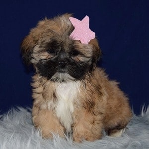 Shih Tzu puppies for sale in PA