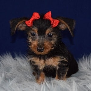 dachshund mixed puppies for sale in PA