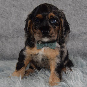 cocker puppies for sale in PA
