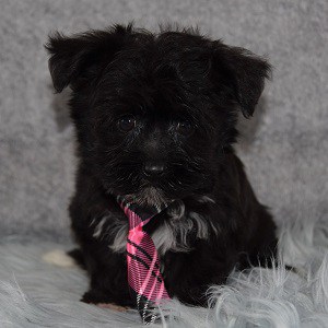yorkie mixed puppies for sale in MD