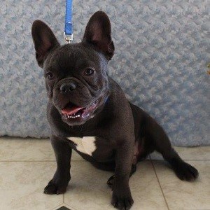 french bulldog puppies for sale in PA