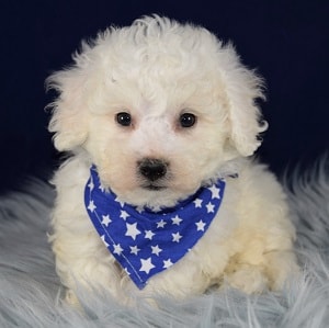 Bichon puppies for sale in PA
