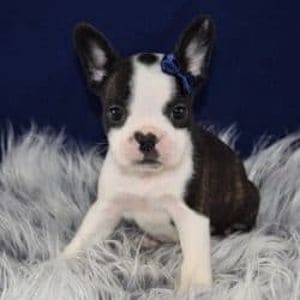 Boston Terrier puppies for sale in PA