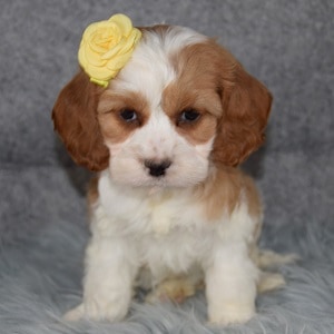 Cavalier mixed Puppies for sale in PA