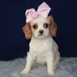 cavalier puppies for sale in PA