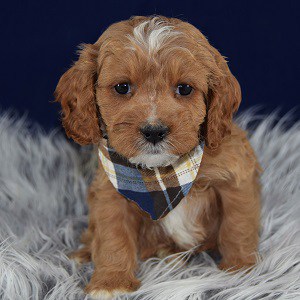 Cavapoo puppies for sale in PA