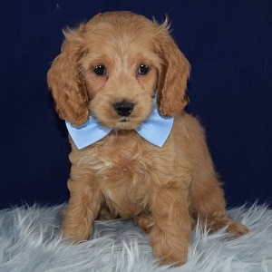Cockapoo puppies for Sale in PA