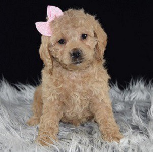 Cockapoo puppies for sale