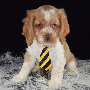 Cocker Spaniel puppies for sale in PA