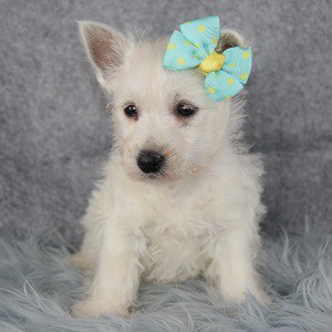 white westie puppies for sale