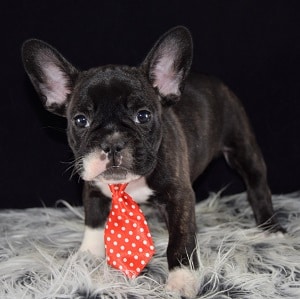 frenchies puppies for sale in PA