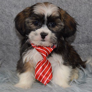 Hava Tzu puppies for Sale in PA